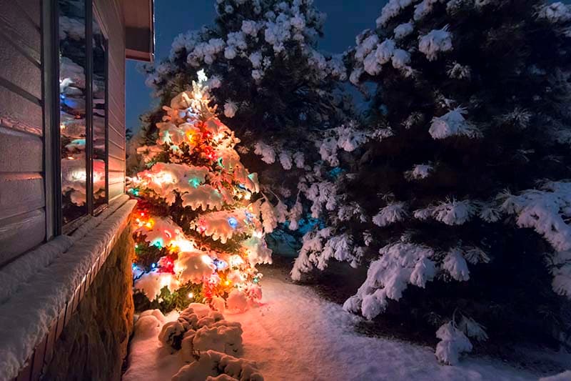 Brightly lit snow-covered tree outside at night during the holidays